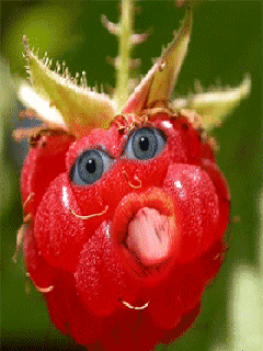 raspberry GIF - Download & Share on PHONEKY