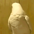3264