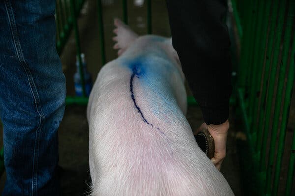 A close-up view of a pig with a line of blue soap on its back being brushed by a person in a pen with green bars for washing the pigs.