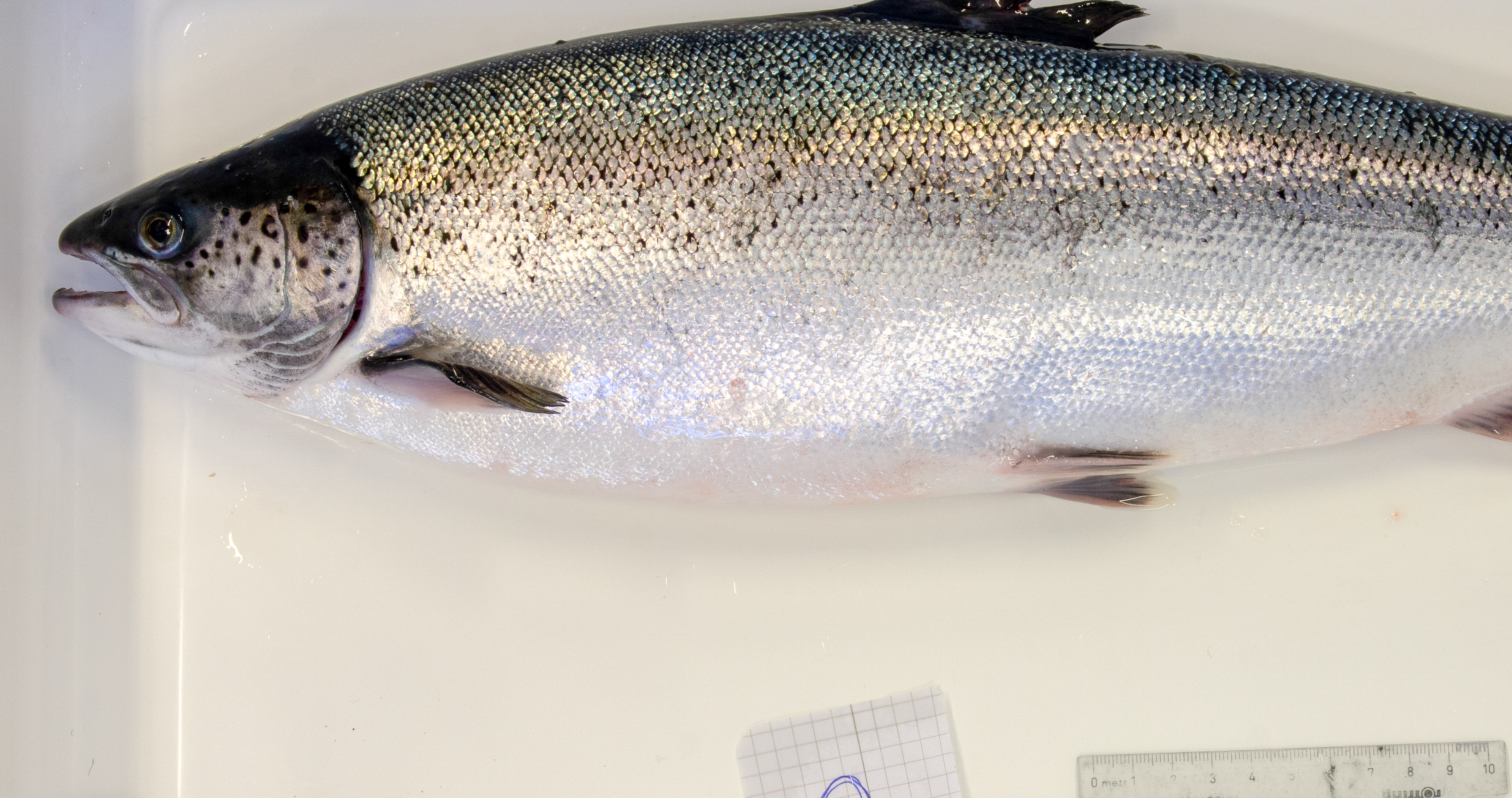 Problems regarding spot analysis on salmon - Shadows between fish ...