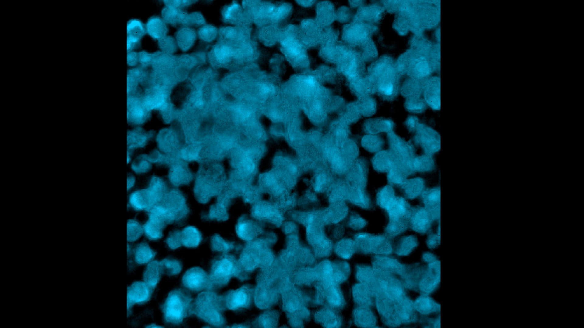 Cellpose3 incorporation? - Development - Image.sc Forum