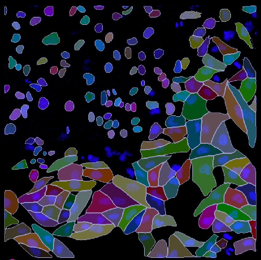 Cellpose SAM: Distinct nuclei and cell segmentation? - Image Analysis ...