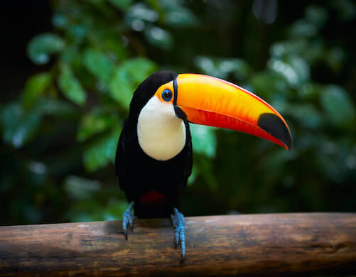 A-Toucan