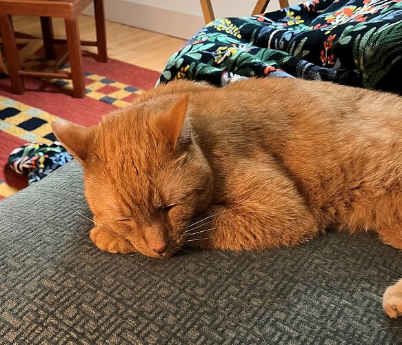 napping cat