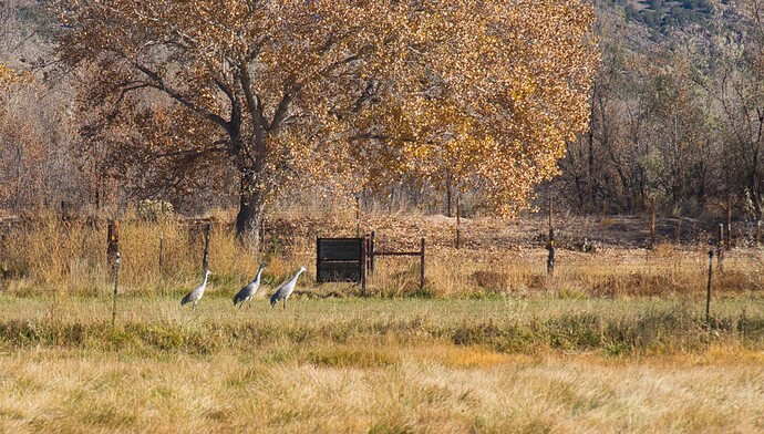 NM Ranch geese