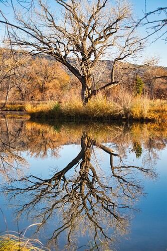 NM Ranch mirror tree