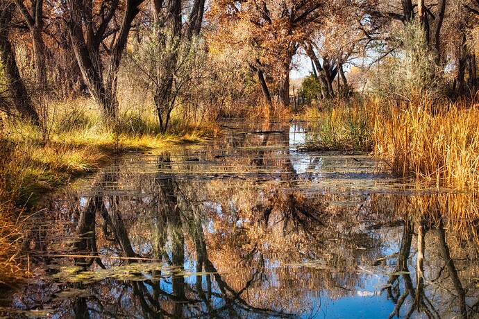 NM Ranch water marsh