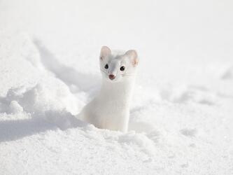 white-weasel