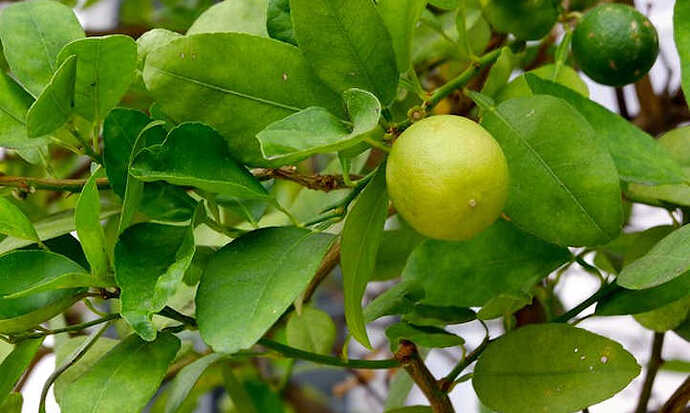 Key-lime-tree