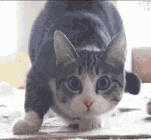 shaq-cat-1084870066