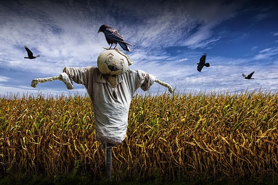000-550-scarecrow-with-black-crows
