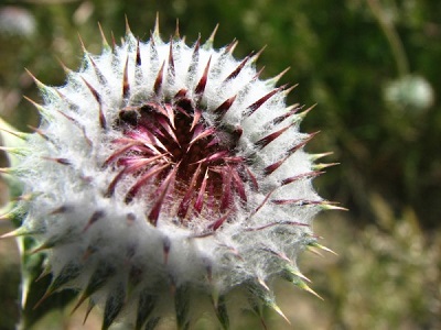 000-summer-spiderweb-scary-flower-600x450