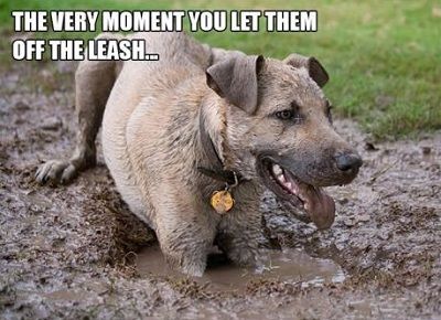 000-animal-85f89742289