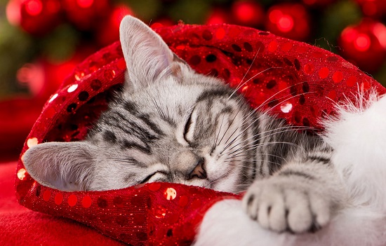 00000-December cat