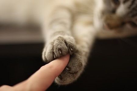 002-cat-showing-some-love_zps4f812c30