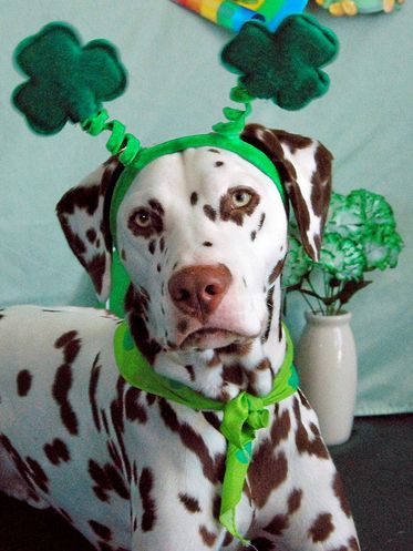 000-animal-4972898876967719