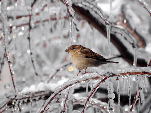 000-animal-sparrow-winter