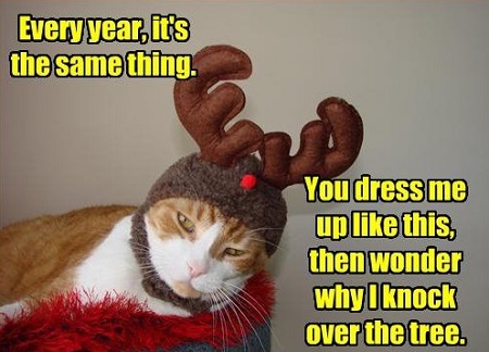 0000-cat cgristmas ooutfit