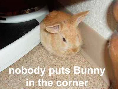 000-animal-bunny2
