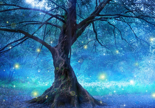 000-500-Enchanted forest