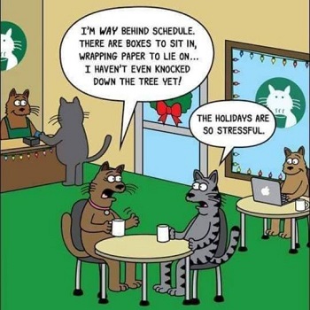 zz-000-350-cat-stuff