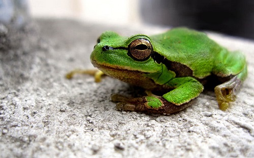0000-frog-animal-world-series