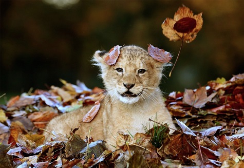 000-475-animals-in-autumn-8__880 (1)