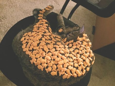 0000-474-beda40c775469f21077b9e21109a276a--goldfish-crackers-adorable-animals