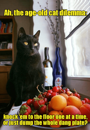 orange-ah-age-old-cat-dilemma-knock-em-floor-one-at-time-or-just-dump-whole-dang-plate