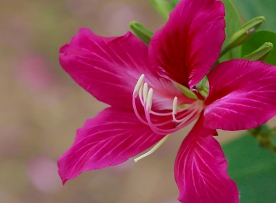 000-summer flower
