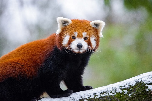 0000-reminded me-red-panda-snow-winter