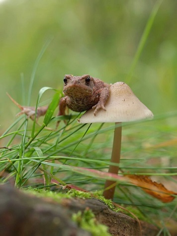 Frog_on_mushroom