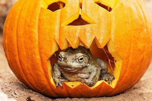 frog-in-pumpkin-halloween-cute-pumpkin-frog