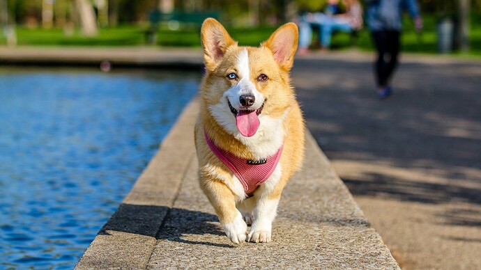 keep-dogs-cool