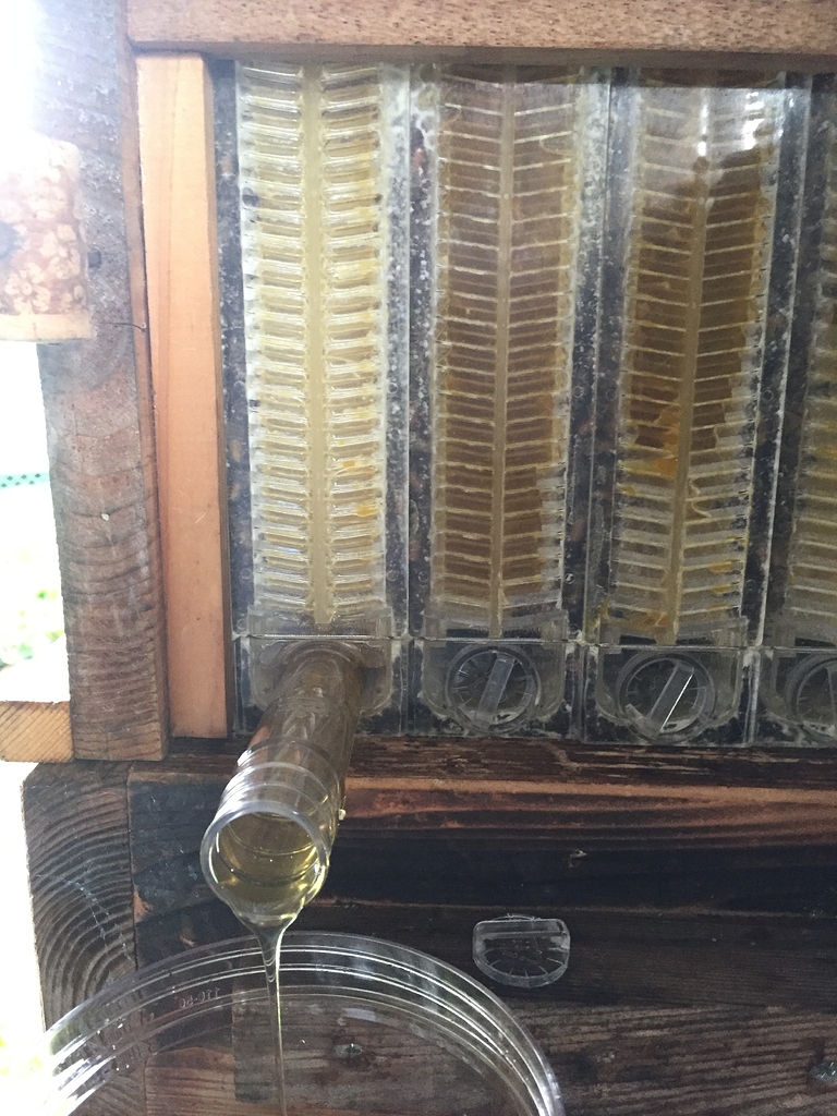 養蜂箱 蜂蜜 フローハイブ Flow Frames – Half-Size (Japan) - Flow Hive US