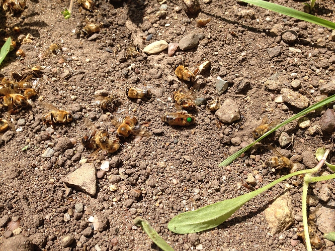 queen dead on the ground 3