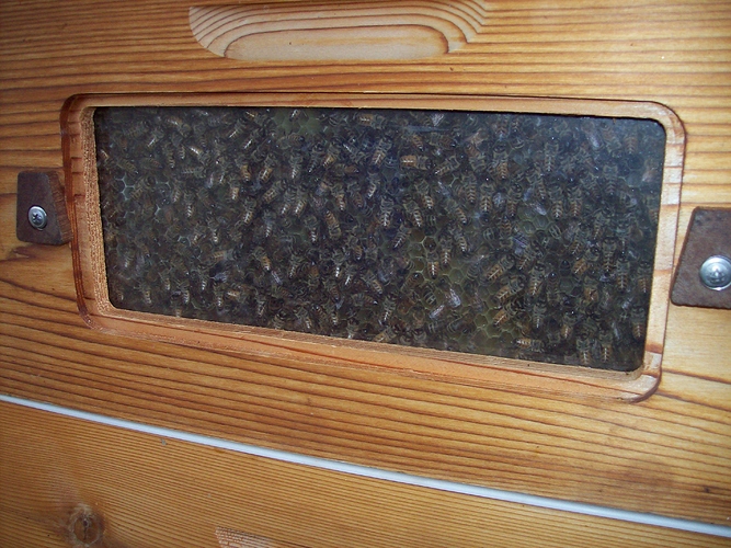 birds, mineral blocks, street trees 018