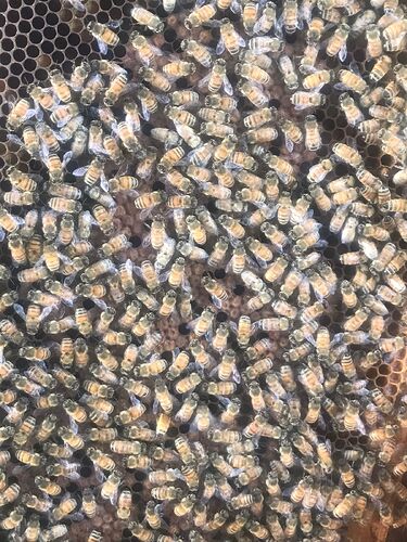 brood-hive-1