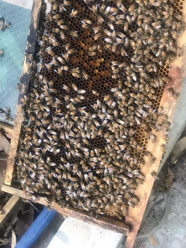 pollen-frame-hive-1