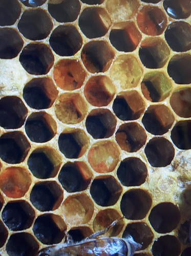 15482964394303294854686594432611