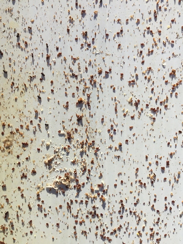 Dec%208th%202018%20Mite%20drop