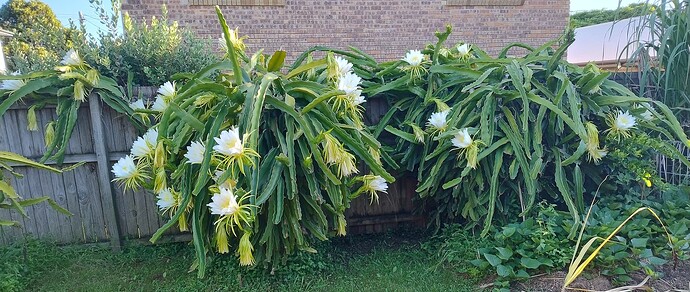 IMG_20250106_055827738_HDR~2