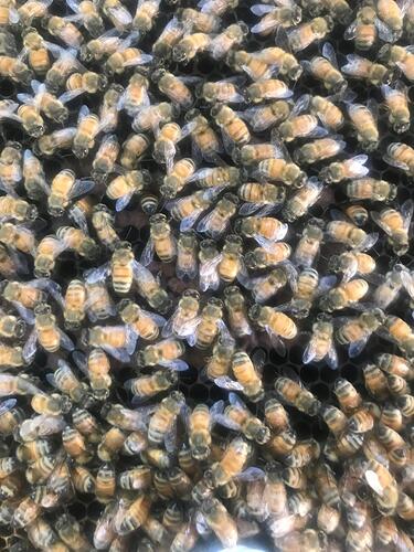 scant-brood-hive-3