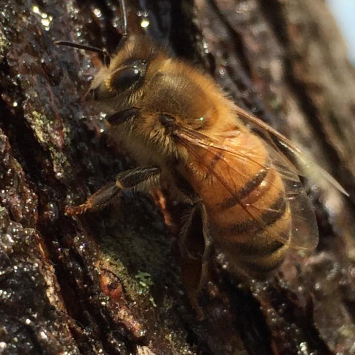 10957687_992197214142177_2700042754724689978_n