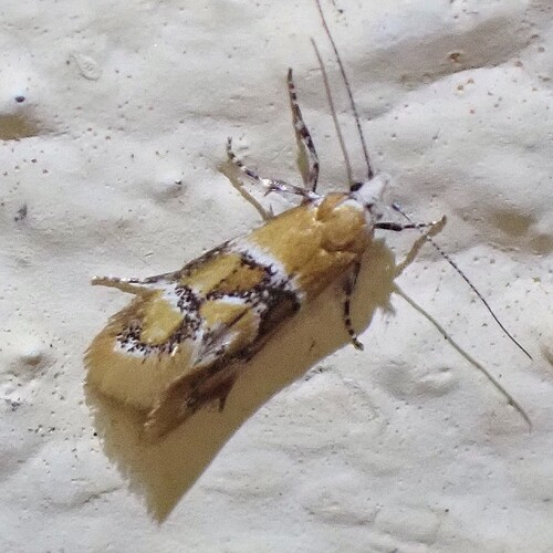 7B1AB8B7-3195-4C58-B52E-DE62B550387C_1_105_c