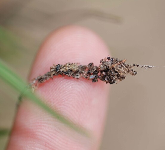 Cyclosa octotuberculata 0