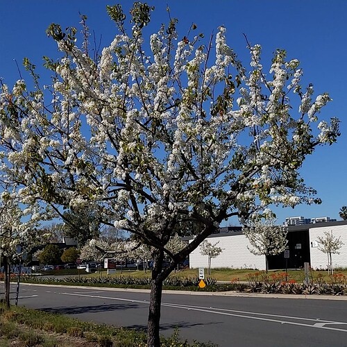 Pyrus calleryana