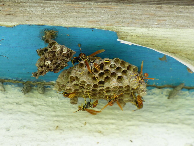 Rare wasp