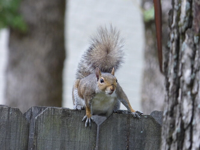 Gray squirrel