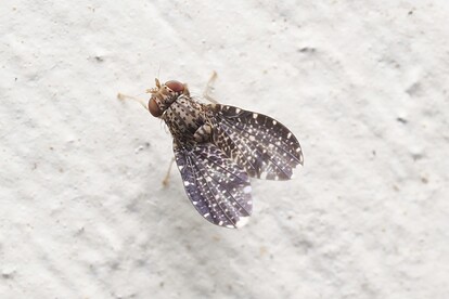 large